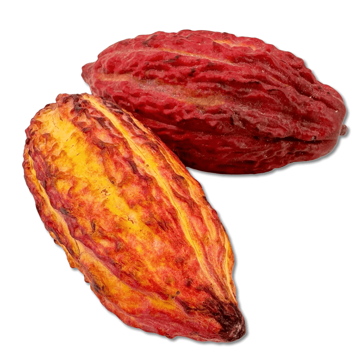 Fresh cacao pod 5407008479121 The Belgian Chocolate Makers