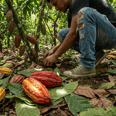 Fresh cacao pod 5407008479121 The Belgian Chocolate Makers