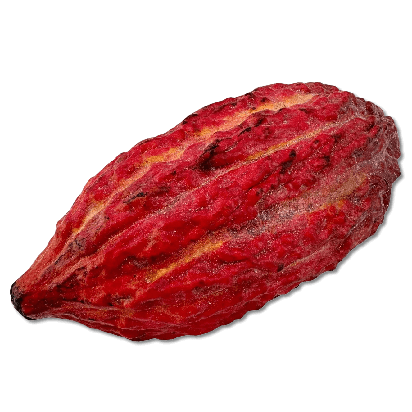Fresh cacao pod 5407008479121 The Belgian Chocolate Makers