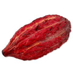 Fresh cacao pod 5407008479121 The Belgian Chocolate Makers