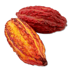 Fresh cacao pod 5407008479121 The Belgian Chocolate Makers